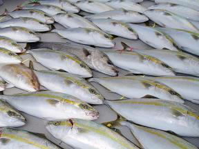 ハマチ釣果
