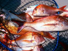 真鯛釣果