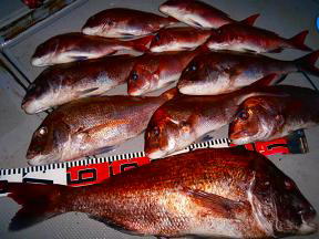 真鯛釣果