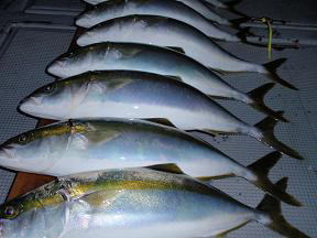 メジロ釣果