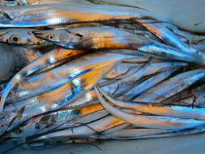 太刀魚釣果