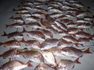 真鯛釣果