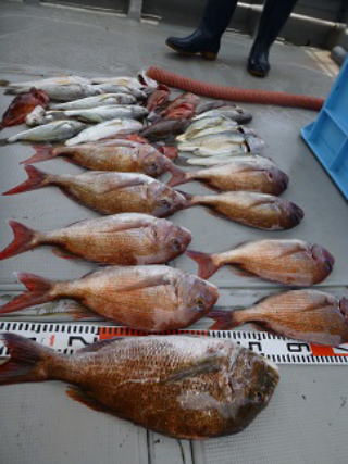 鯛ラバ釣果