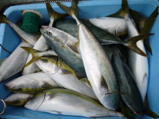 青物 釣果