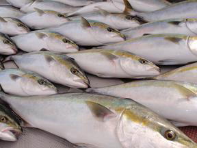 ハマチ釣果