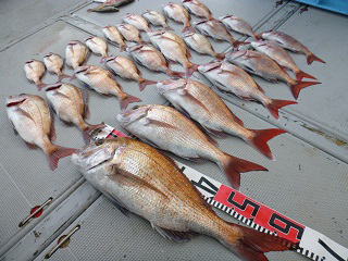 真鯛釣果