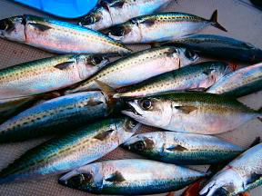 サバ釣果