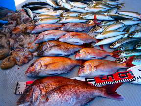 鯛 鰺 タコ 釣果