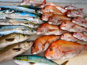 真鯛 サゴシ ハマチ釣果