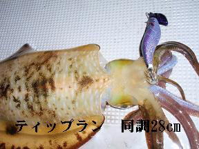 ティップラン アオリイカ