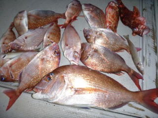 真鯛釣果