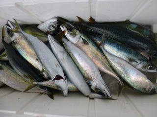 さば釣果