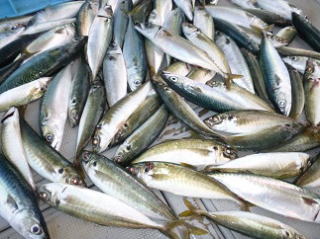 アジ サバ 釣果