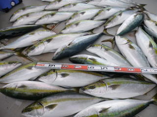 青物 鰤 メジロ ハマチ 釣果