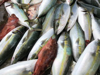 イワシの落とし込み 喰わせサビキ 釣果