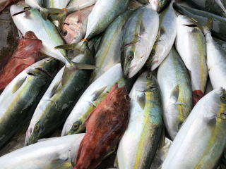 イワシの落とし込み　喰わせサビキ　釣果