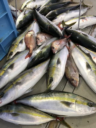 呑ませ釣り青物メジロ