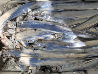 太刀魚釣り