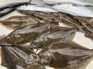ヒラメ釣り釣果 呑ませ 泳がせ釣り