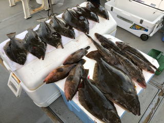 ヒラメ釣り釣果 呑ませ 泳がせ釣り