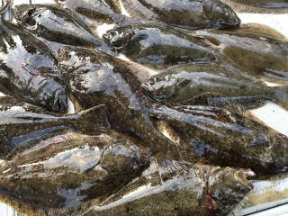 ヒラメ狙い　呑ませ泳がせ釣り釣果