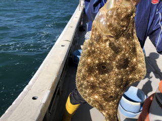 ヒラメ釣　イワシの泳がせ釣り