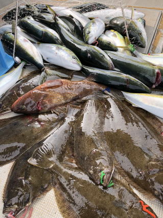 青物 ヒラメ釣リ　イワシの泳がせ釣り釣果