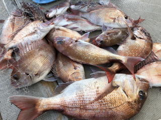 鯛サビキで明石鯛　爆釣釣果