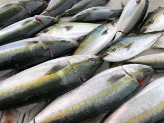 呑ませ釣り 青物 ブリ メジロ ハマチ釣果