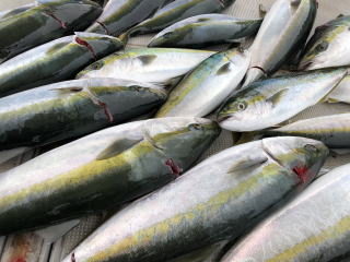 呑ませ釣り　青物　ブリ　メジロ　ハマチ釣果