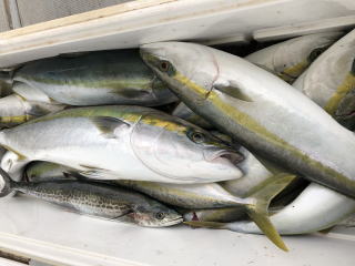 青物釣り　釣果