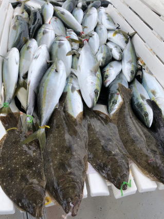 イワシを餌に泳がせ釣り　呑ませ釣り　青物&ヒラメ