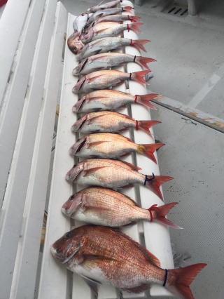 鯛釣り釣果