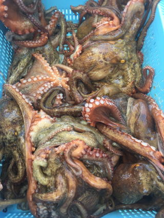 明石蛸　タコ餌木釣果