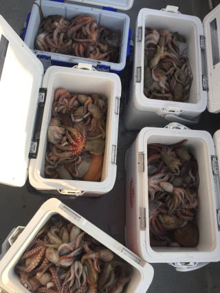 明石蛸 釣果