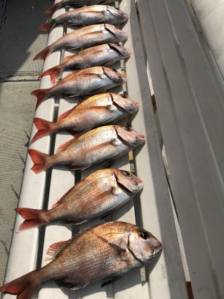 真鯛釣り　鯛サビキ釣り釣果