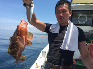 イワシの落とし込み アコウ