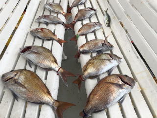 鳴門鯛　真鯛サビキ釣り