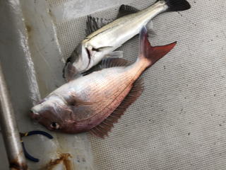 真鯛サビキ 鯛釣り