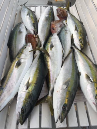 喰わせサビキ ブリ釣果