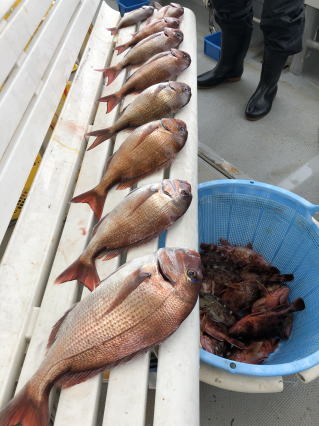 淡路島 釣り船 三幸丸 鯛サビキ真鯛釣り