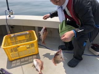 トリプル真鯛釣り