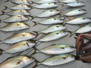 青物 呑ませ釣り釣果