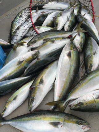 呑ませ釣り青物釣果