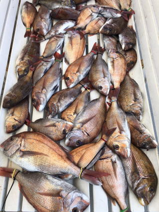 真鯛サビキ 淡路島 釣り船 三幸丸