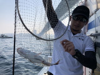 淡路島 真鯛サビキ 鯛釣り 明石鯛