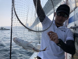 淡路島　真鯛サビキ　鯛釣り　明石鯛