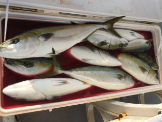 メジロ釣り　呑ませ　泳がせ釣り