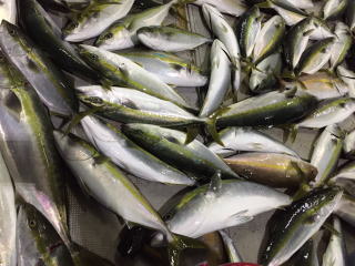 メジロ釣り 呑ませ 泳がせ釣り