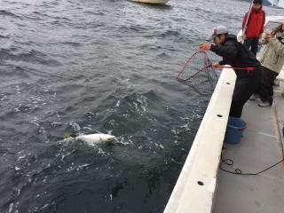 メジロ釣り 呑ませ 泳がせ釣り
